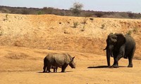 Voi châu Phi chịu &apos;nhún nhường&apos; trước hai mẹ con tê giác