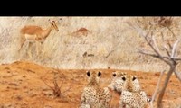 Đang gặm cỏ, linh dương bị tóm gọn bởi ba con báo cheetah