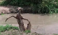 Linh dương ác chiến giành sự sống với cá sấu.