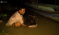 Ngư dân bắt được cá lăng hơn 100 kg quý hiếm trên sông Tiền