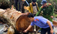 Tạm giữ 8 đối tượng phá rừng phòng hộ ở Lai Châu