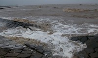 Triều cường dâng cao, sóng lớn làm sạt lở nghiêm trọng đê biển Cà Mau