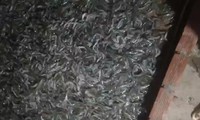 Cà Mau: Tôm chết hàng loạt nghi bị đầu độc bằng thuốc trừ sâu