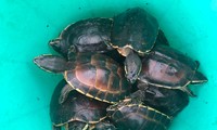 Người đàn ông trộm 41 cá thể rùa quý hiếm trong khu bảo tồn 