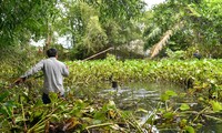 Vụ cá sấu sổng chuồng ở Kiên Giang: Hai con đã chết