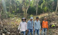 Bắt quả tang 4 người phá hàng trăm mét vuông rừng ở Phú Quốc