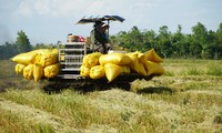 Doanh nghiệp Trung Quốc muốn hợp tác về lúa gạo Việt Nam