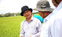 Khoảng 1.000 ha lúa ở Sóc Trăng bị ảnh hưởng do khô hạn, xâm nhập mặn