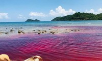Thủy triều đỏ xuất hiện tại vùng biển đảo Thổ Châu