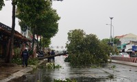 Cần Thơ: Nhiều nhà tốc mái, cây xanh đổ gãy trong trận mưa lớn 
