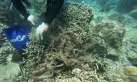 Hiện trạng suy giảm tại rạn san hô Hòn MunẢnh: Trần Ngọc Anh