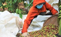 Người dân Đắk Lắk thu hoạch cà phê 