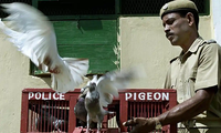 Một nhiệm vụ mới đang chờ đợi khi ông Ashok Kumar Naik, một người huấn luyện chim bồ câu của cảnh sát Ấn Độ, thả những chú chim tại Cuttack 