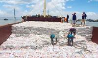 Xuất khẩu gạo ở ĐBSCL (ảnh lớn); Thu hoạch lúa tại một tỉnh miền Tây (ảnh nhỏ)