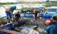 Cá chết trắng lồng ở Thạch Sơn, Thạc Hà, Hà Tĩnh