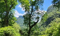 Quảng Bình hiện có tỉ lệ che phủ rừng thuộc tốp cao trong cả nước, hơn 60% 