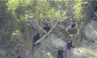 Một nhóm 8 con voọc Hà Tĩnh, gồm 3 con non một năm tuổi ở núi Một ẢNH: LTA