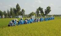 Trồng lúa chất lượng cao, giảm khí phát thải kỳ vọng giúp Việt Nam có thể thu được tiền từ bán tín chỉ carbon 
