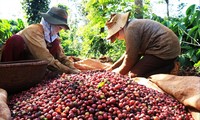 Giá cà phê tăng kỷ lục khiến DN xuất khẩu lo hơn mừng