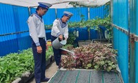 Chiến sỹ trẻ trên đảo Cô Lin chăm vườn rau xanh