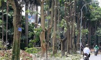 Hàng cây hoa sữa tại phố Trích Sài giờ đã được chuyển về khu bãi rác Nam Sơn Ảnh: Mạnh Thắng 