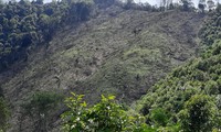 Nhiều cánh rừng phòng hộ ở huyện Bắc Sơn bị “cạo trọc” Ảnh: Duy Chiến 
