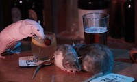 Những chú chuột tung tăng đi lại trên các bàn, thậm chí ghếch mồm vào những ly rượu trong quán bar độc đáo nhất thế giới ở Mỹ.