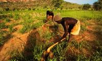 Những người nông dân dân tộc Dogon ở miền Trung Mali. Ảnh minh họa.
