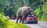 Chiếc xe ô tô bị hư hỏng sau khi được voi dùng làm gối ngủ. 