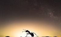 Các loài côn trùng ban đêm dễ bị ảnh hưởng bởi ánh sáng nhân tạo 