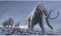 Loài voi ma mút thời tiền sử đã tuyệt chủng được cho là con mồi của con người thời tiền sử.