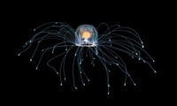 Loài sứa có khả năng bất tử