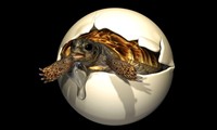 Hình ảnh 3D ảo của trứng và phôi rùa quý hiếm 90 triệu năm tuôi.