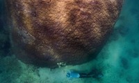 Loài san hô lớn nhất và lâu đời nhất tại rạn san hô Great Barrier.