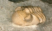 Trilobite, loài sinh vật cổ đại có siêu mắt kép