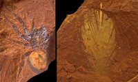 Hóa thạch hiếm và mỏng manh được tìm thấy tại một địa điểm bí mật ở Úc 