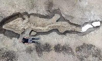 Phát hiện hóa thạch &apos;rồng biển&apos; khổng lồ 180 triệu năm tuổi tại Anh 