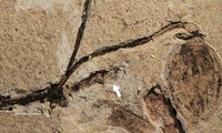 Hóa thạch thực vật 164 triệu năm tuổi, di tích lâu đời nhất về chồi hoa 