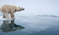 Tại sao Nam Cực có hải cẩu, cá voi mà không có gấu ? 