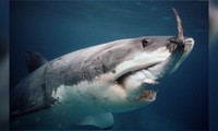 Bạn biết gì về cá mập trắng, loài cá săn mồi lớn nhất thế giới? 