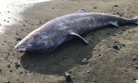 Cá mập 100 tuổi chết vì viêm màng não 