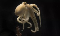 Tại sao bạch tuộc ăn trứng và gặm tay của mình? 