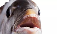 Sự thật về loài cá có răng như người 