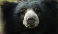 Gấu tấn công một cặp vợ chồng, xé xác và ăn thịt trong 4 giờ đồng hồ