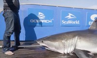 Cảnh báo cá mập trắng dài 4m ẩn nấp trong đầm phá ở Florida