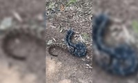 Video gây bão mạng cảnh rắn ăn thịt đồng loại