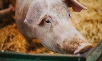 Đột phá trong cấy ghép nội tạng: Hồi sinh các tế bào của lợn một giờ sau khi chết