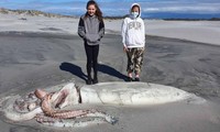 Xác mực khổng lồ dạt vào bờ biển New Zealand