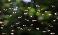 Đàn ong có khả năng thay đổi thời tiết 