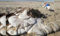Tảng thịt trắng kỳ dị trên bãi biển và nghi ngờ về sự xuất hiện của người ngoài hành tinh 